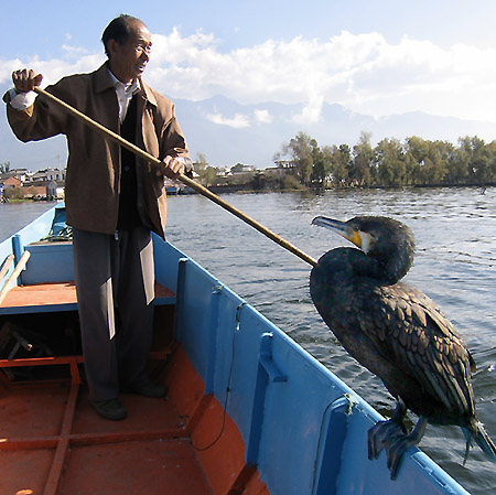 Cormorant And Fisherman